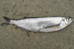 pelecuscultratusbs1