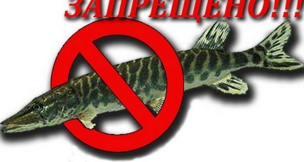 запрет на щуку в Витебской области 2017
